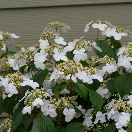 Viburnum - Doublefile - STEADY EDDY