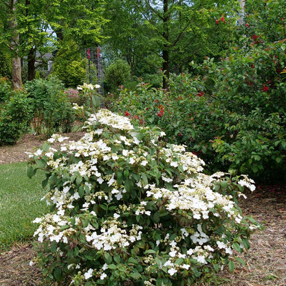 Viburnum - Doublefile - STEADY EDDY