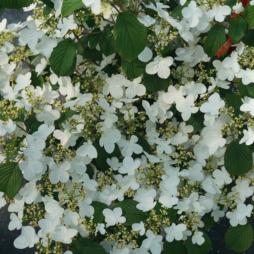 Viburnum - Doublefile - STEADY EDDY