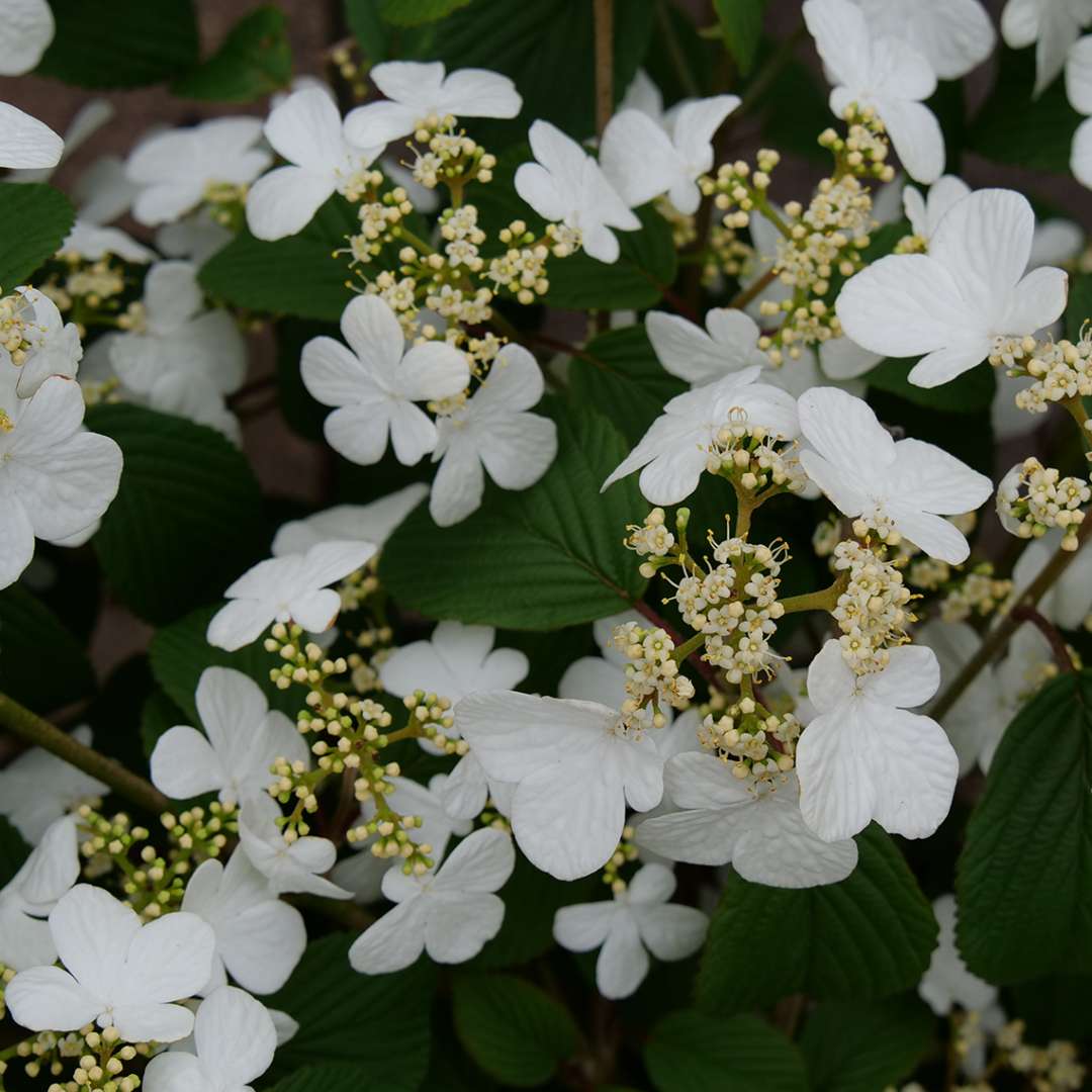 Viburnum - Doublefile - STEADY EDDY