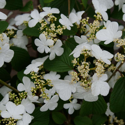 Viburnum - Doublefile - STEADY EDDY