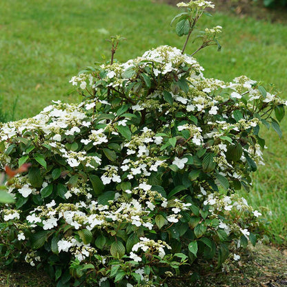 Viburnum - Doublefile - STEADY EDDY