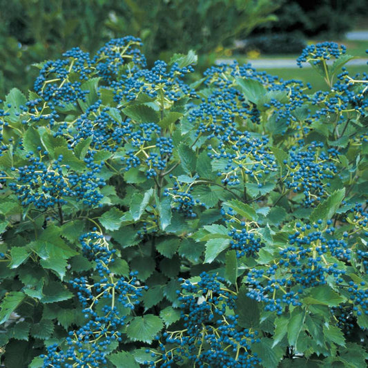 Viburnum - Arrowwood - BLUE MUFFIN