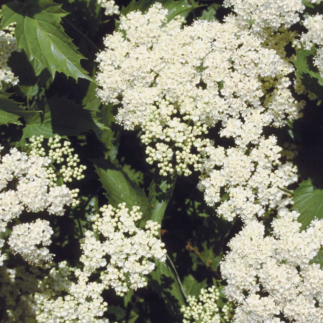 Viburnum - Arrowwood - BLUE MUFFIN