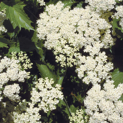 Viburnum - Arrowwood - BLUE MUFFIN