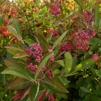 Viburnum - Witherod - BRANDYWINE