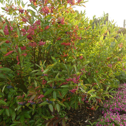 Viburnum - Witherod - BRANDYWINE