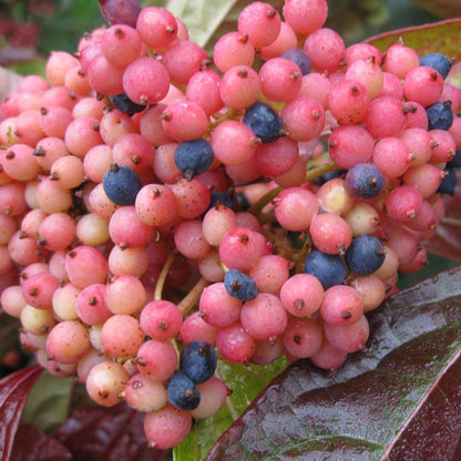 Viburnum - Witherod - BRANDYWINE