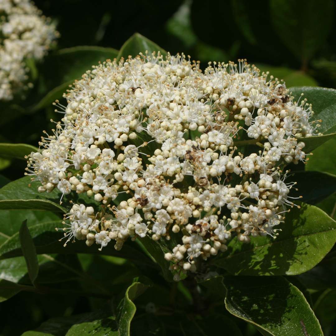 Viburnum - Witherod - BRANDYWINE