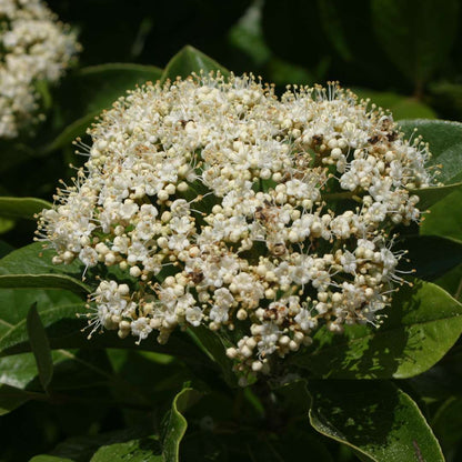 Viburnum - Witherod - BRANDYWINE