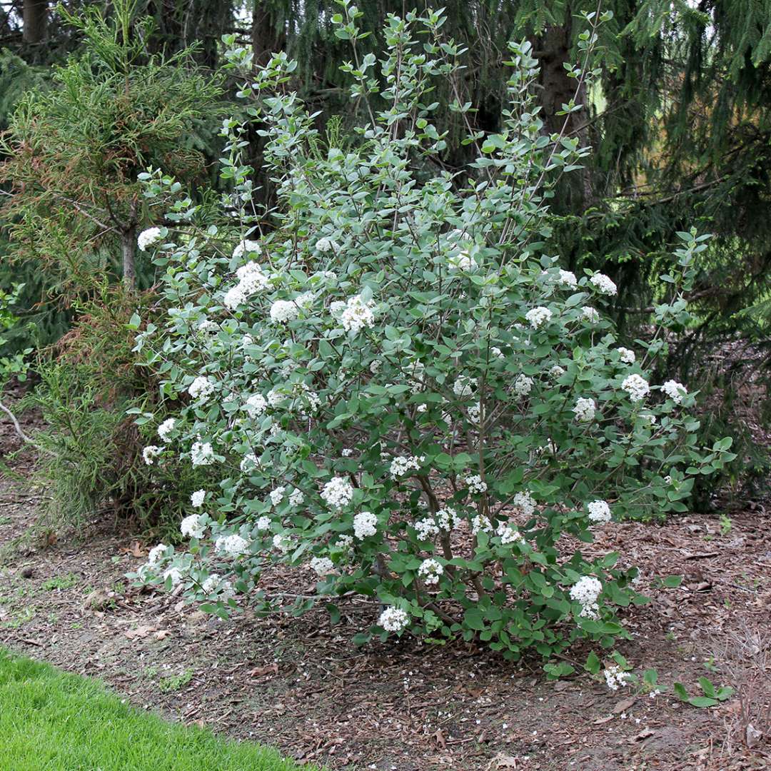 Viburnum - Burkwood - Burkwood viburnum