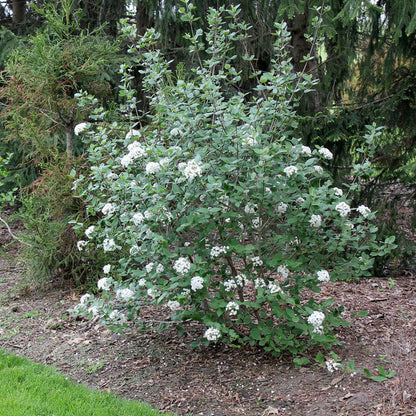 Viburnum - Burkwood - Burkwood viburnum