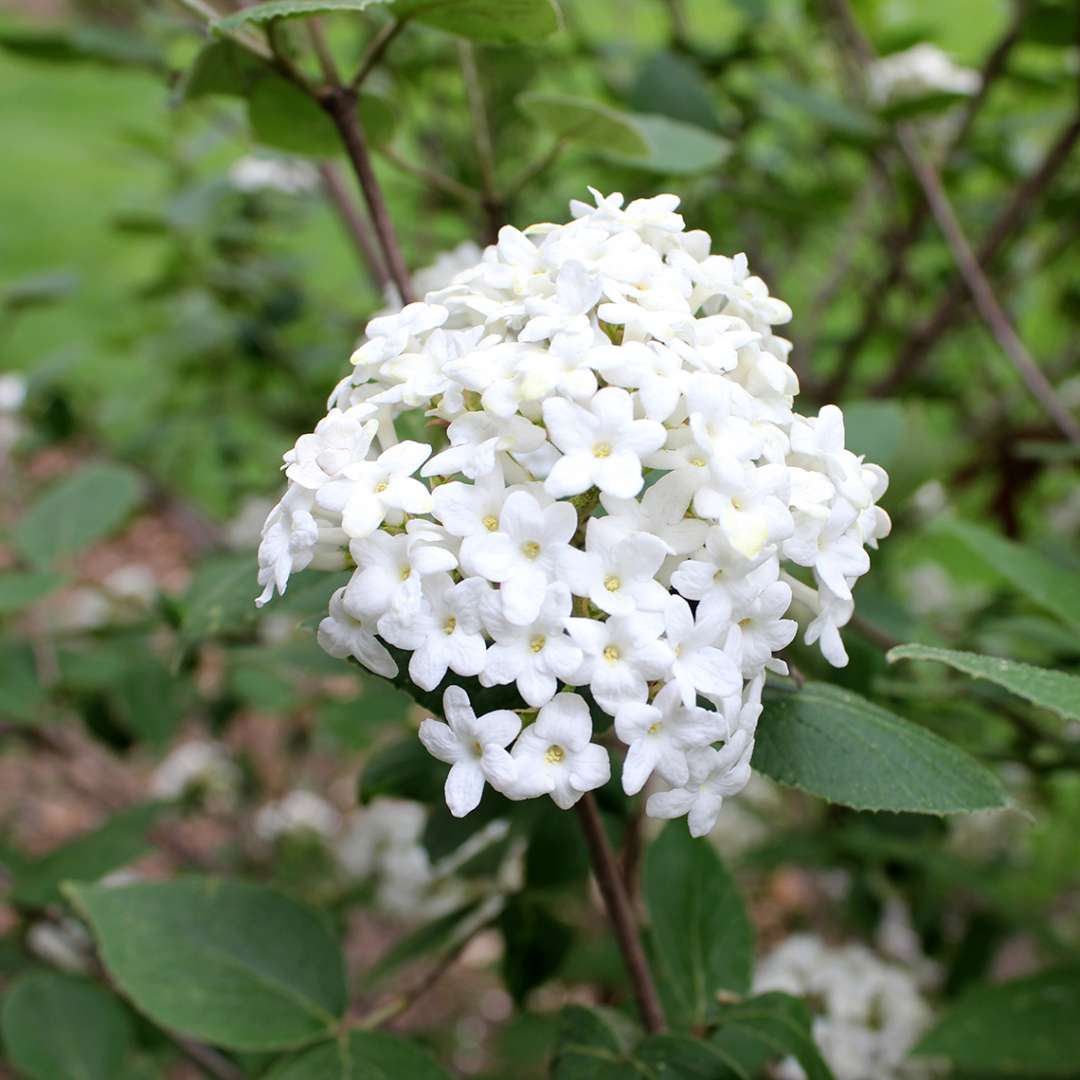 Viburnum - Burkwood - Burkwood viburnum