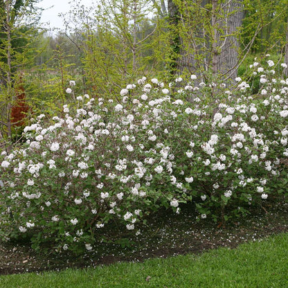 Viburnum - Koreanspice - SPICE BABY