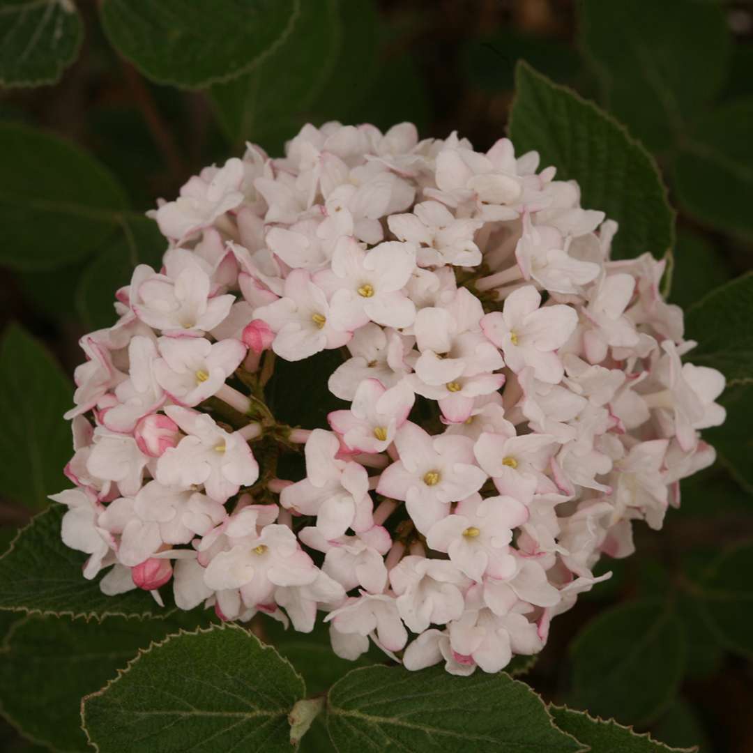 Viburnum - Koreanspice - SPICE BABY