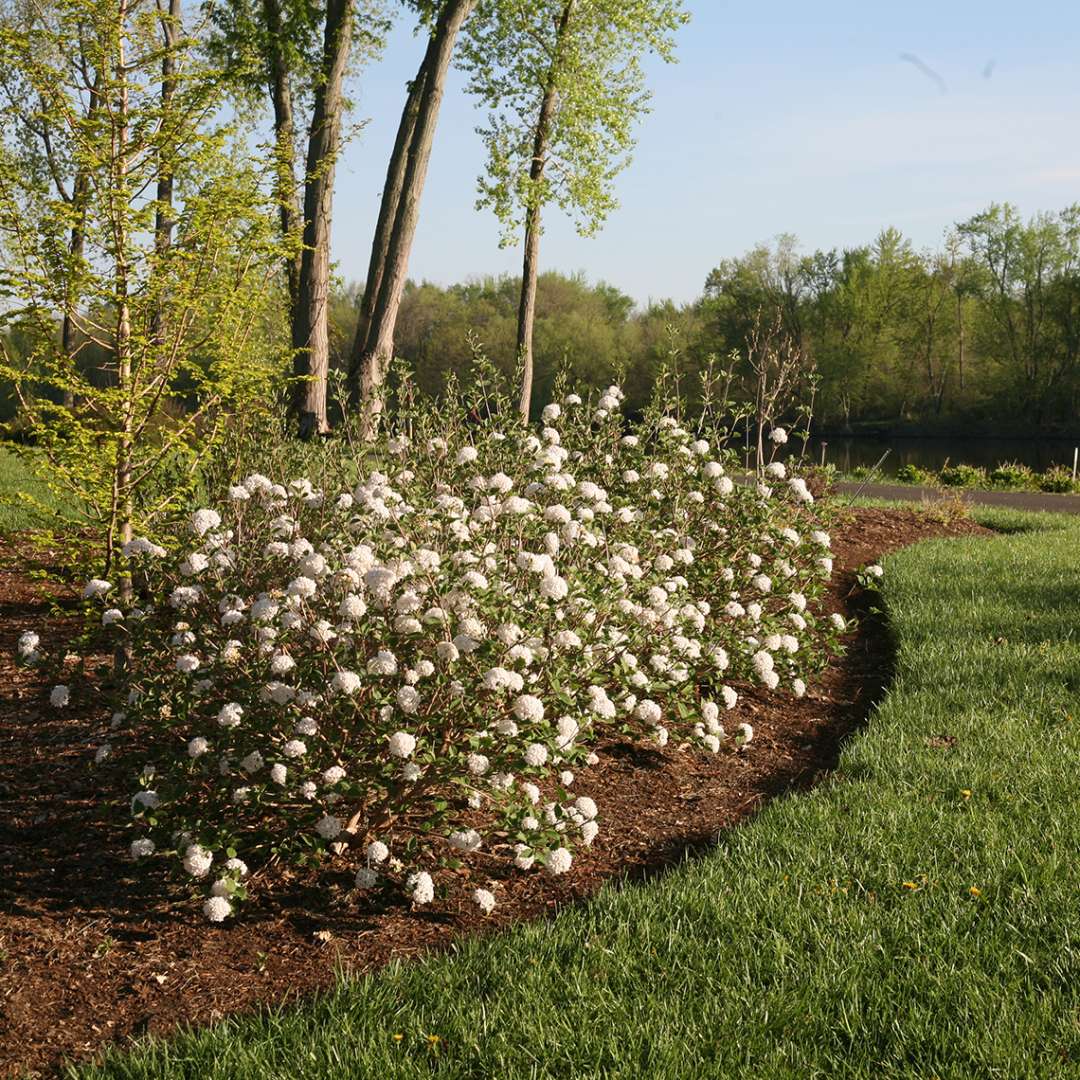 Viburnum - Koreanspice - SPICE BABY