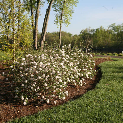 Viburnum - Koreanspice - SPICE BABY