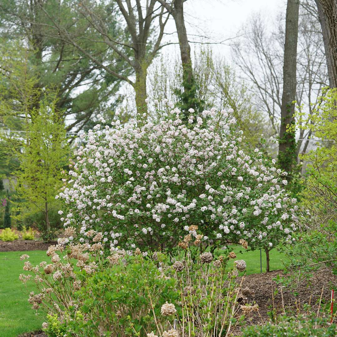 Viburnum - Koreanspice - SPICE GIRL