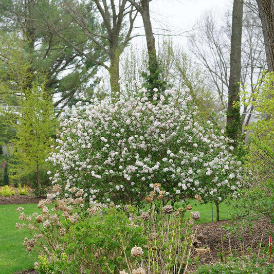 Viburnum - Koreanspice - SPICE GIRL
