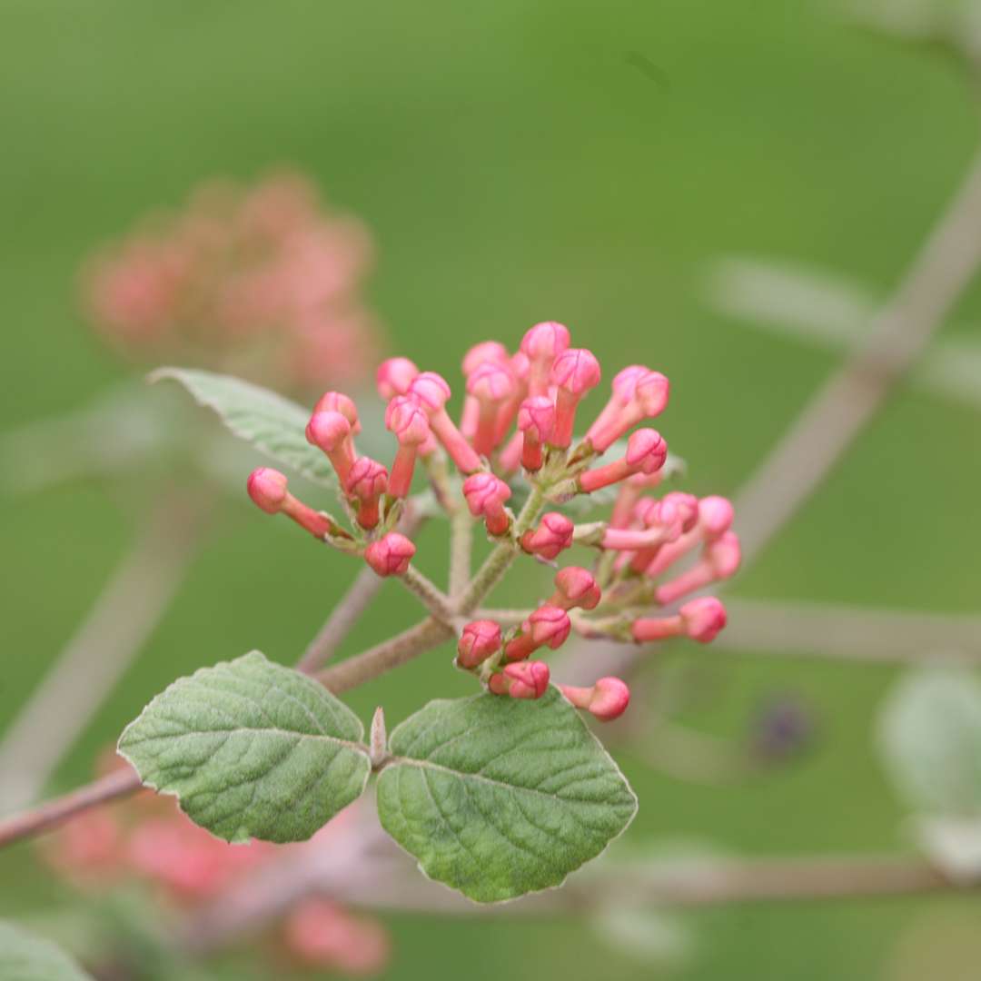 Viburnum - Koreanspice - SPICE GIRL