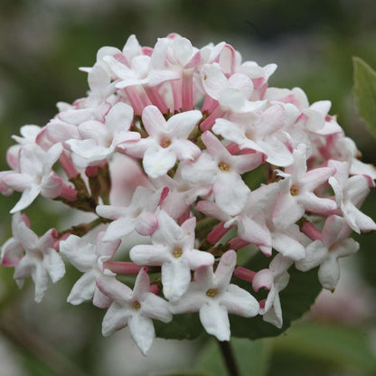 Viburnum - Koreanspice - SPICE GIRL