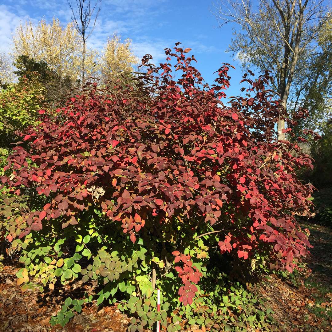 Viburnum - Koreanspice - SPICE GIRL