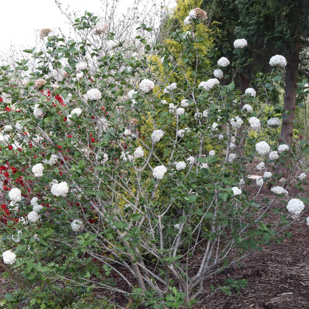 Koreanspice viburnum - SPICE COWBOY