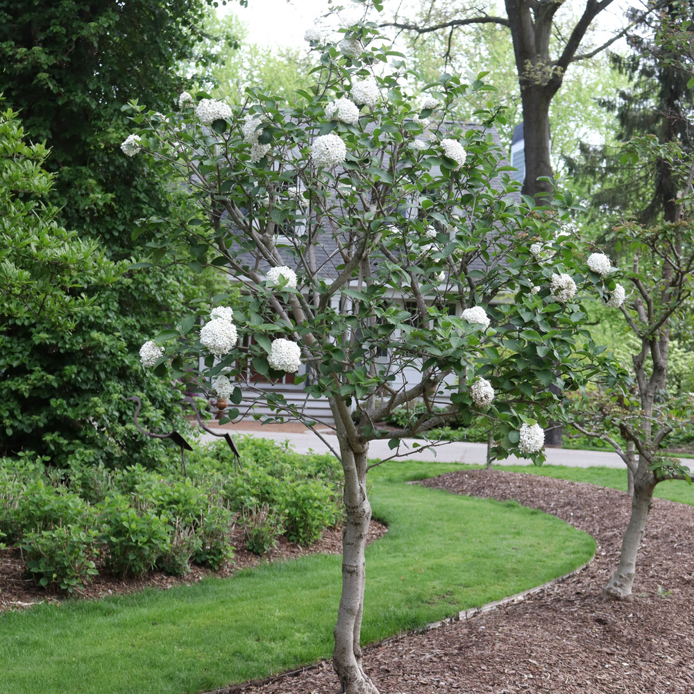 Koreanspice viburnum - SPICE COWBOY