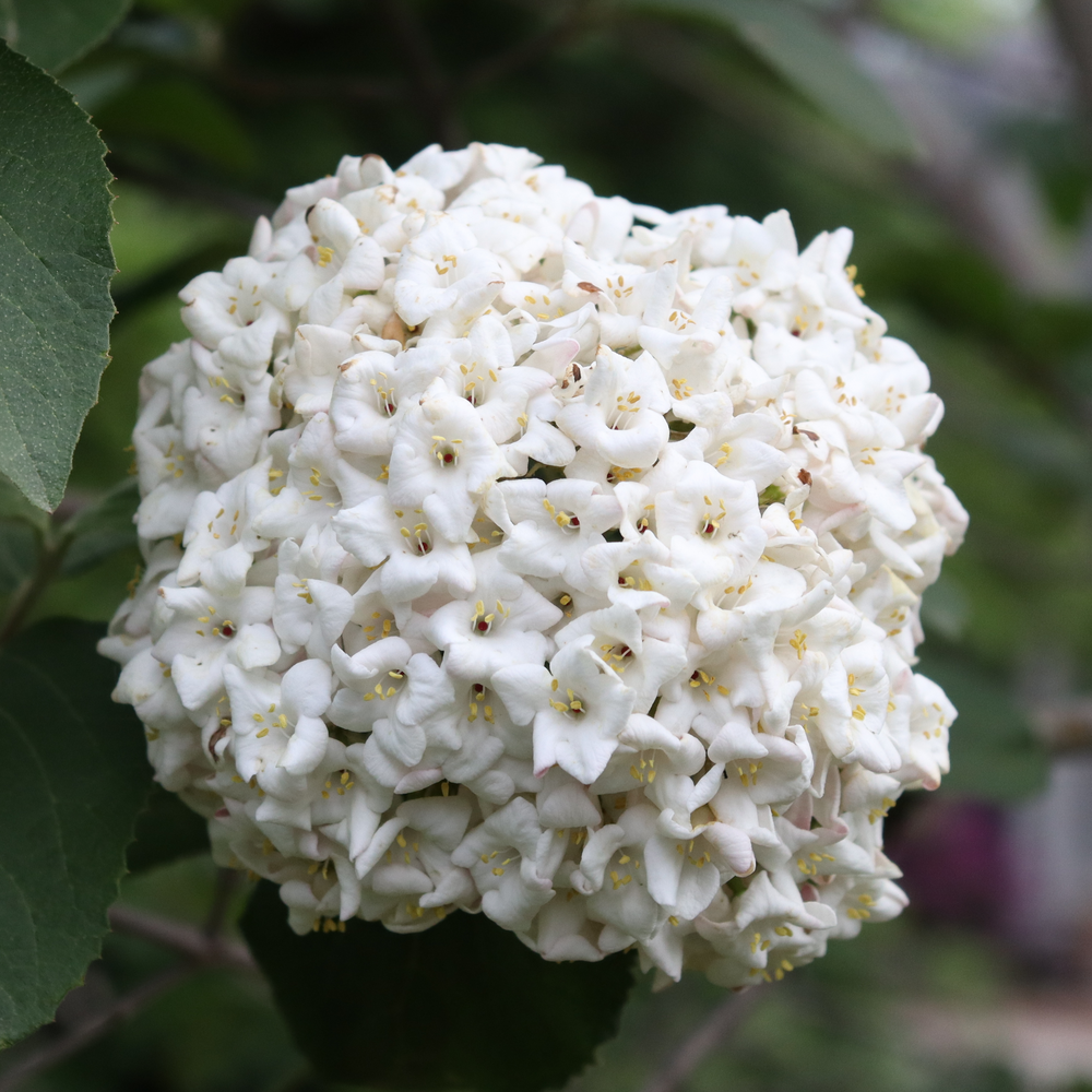 Koreanspice viburnum - SPICE COWBOY