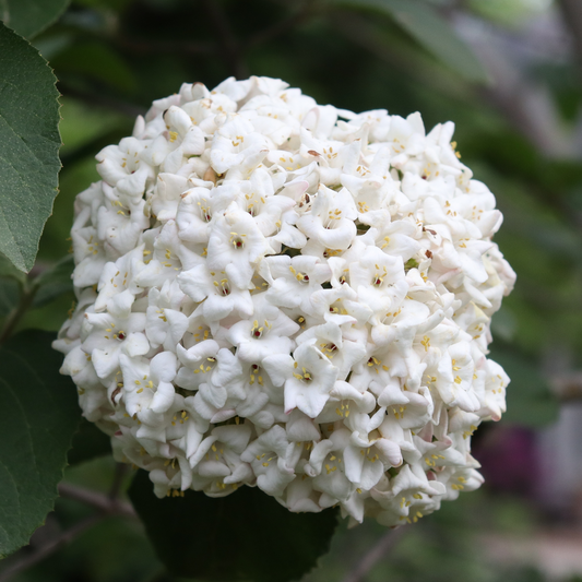 Koreanspice viburnum - SPICE COWBOY