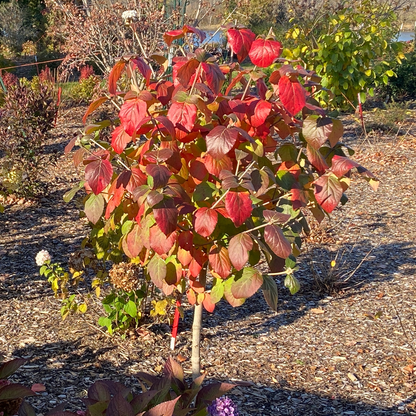 Koreanspice viburnum - SPICE COWBOY