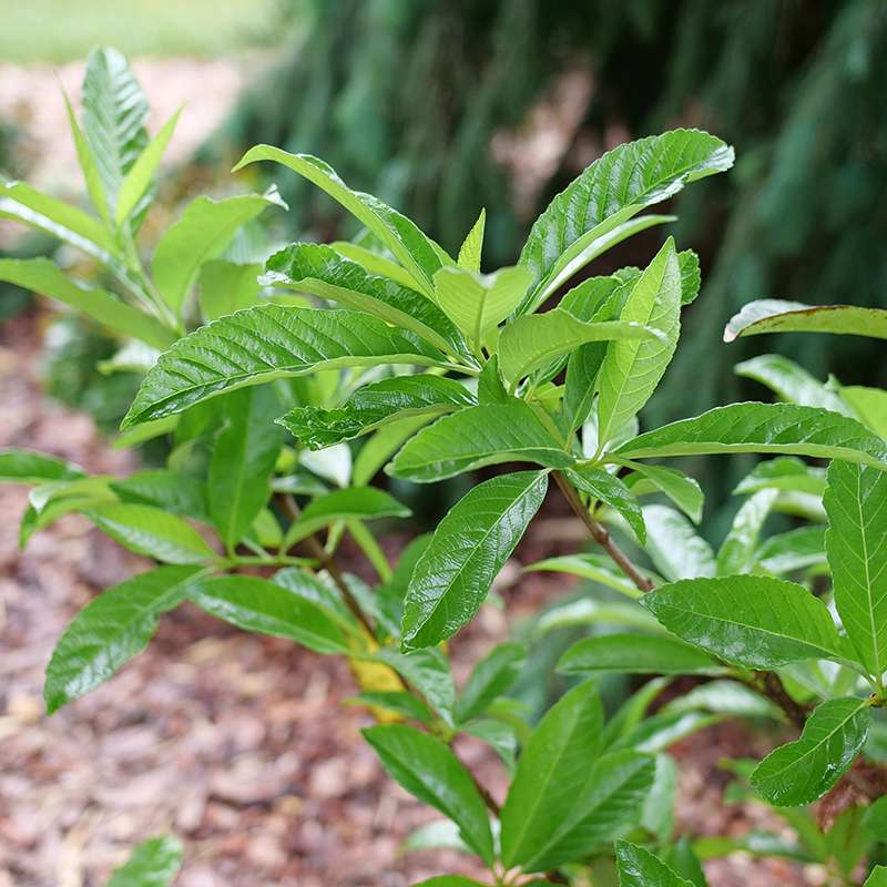 Viburnum 'NCVX5'