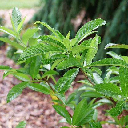Viburnum 'NCVX5'