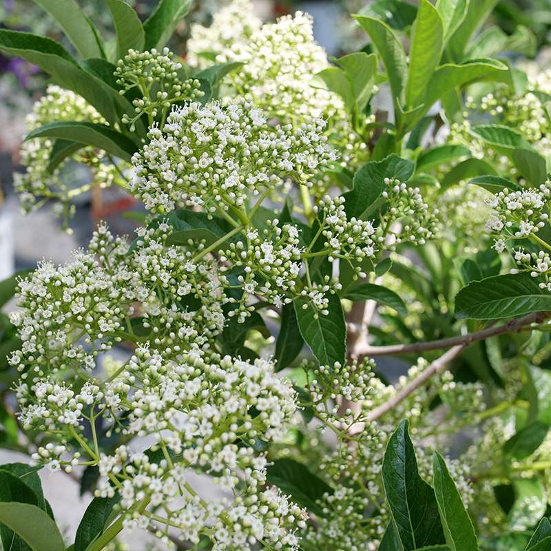 Viburnum 'NCVX5'