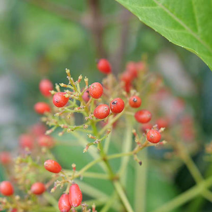 Viburnum 'NCVX5'