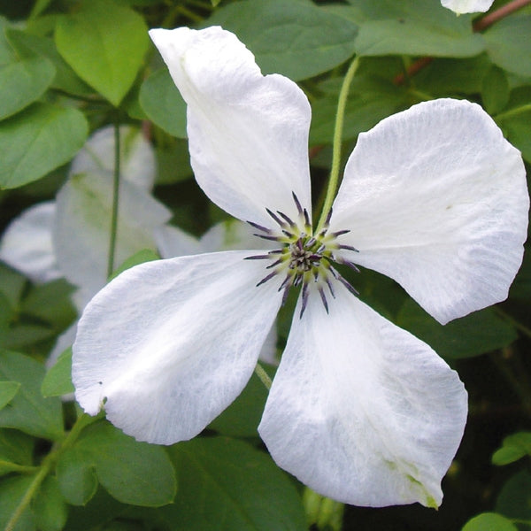 Clematis - viticella Alba Luxurians