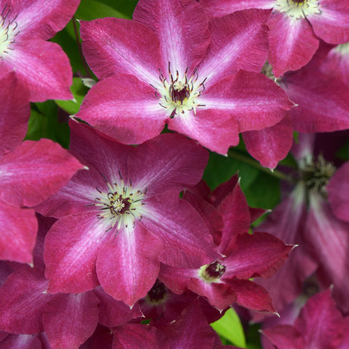 Clematis - Viva Polonia