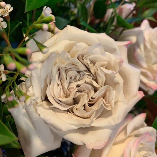 Rose - Florist Rose- Westminster Abbey