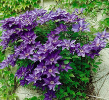 Load image into Gallery viewer, Clematis Flowering Vine - The President
