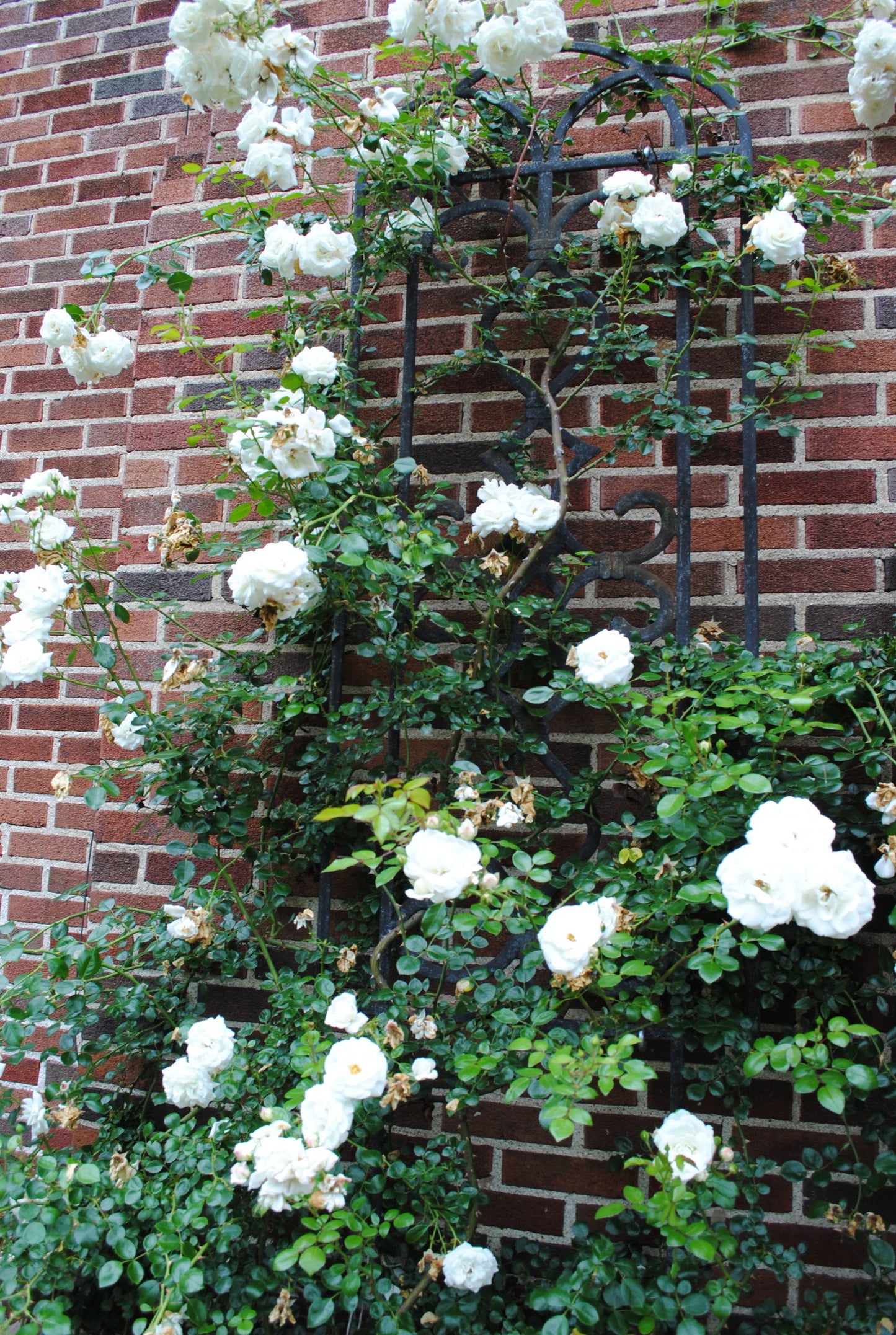 Rose - Climbing - White Dawn