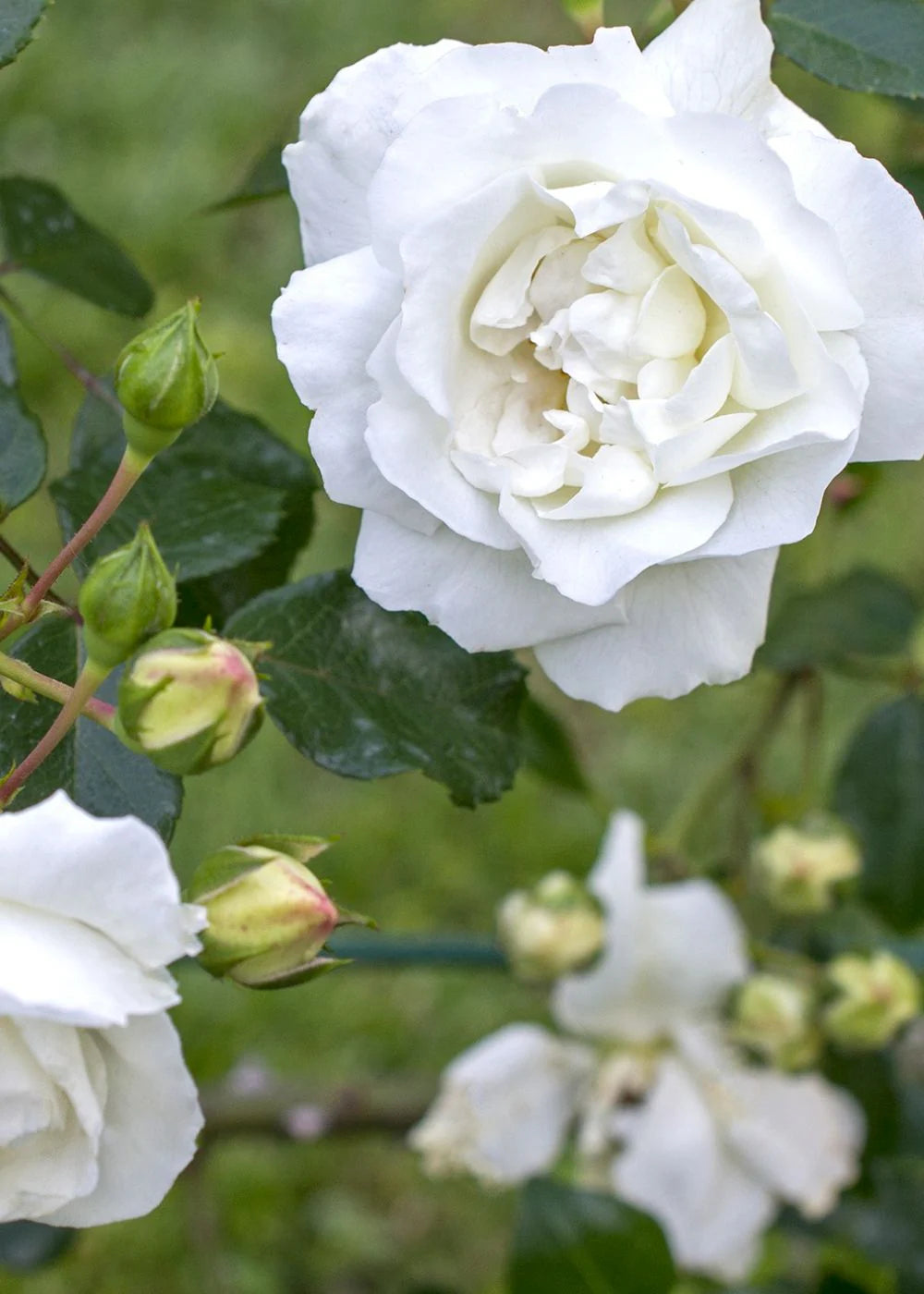 Rose - Climbing - White Dawn