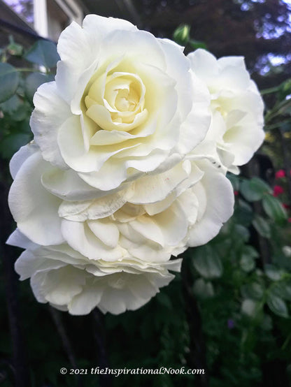 Rose - Climbing - White Dawn