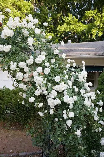 Rose - Climbing - White Dawn