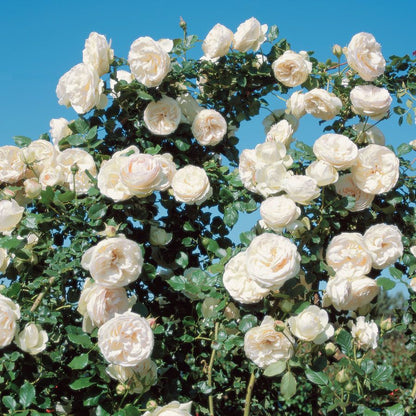 Rose - Climbing - White Eden