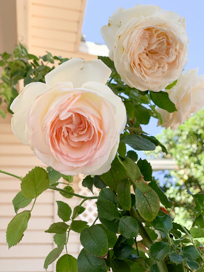 Rose - Climbing - White Eden
