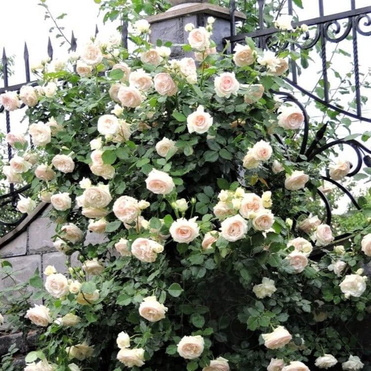 Rose - Climbing - White Eden