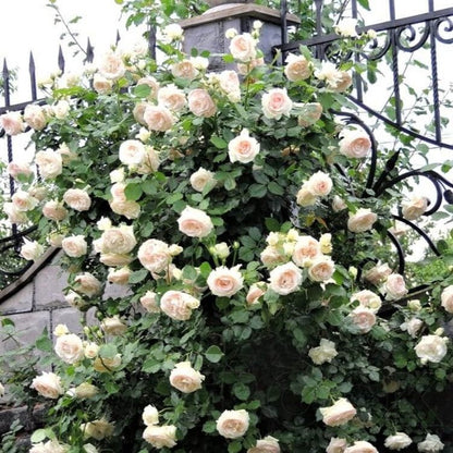 Rose - Climbing - White Eden