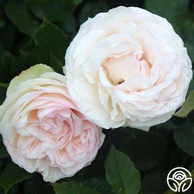 Rose - Climbing - White Eden