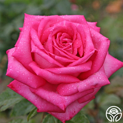 Rose - Eleganza Wedding Bells
