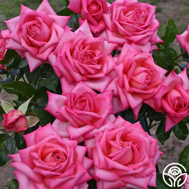 Rose - Eleganza Wedding Bells
